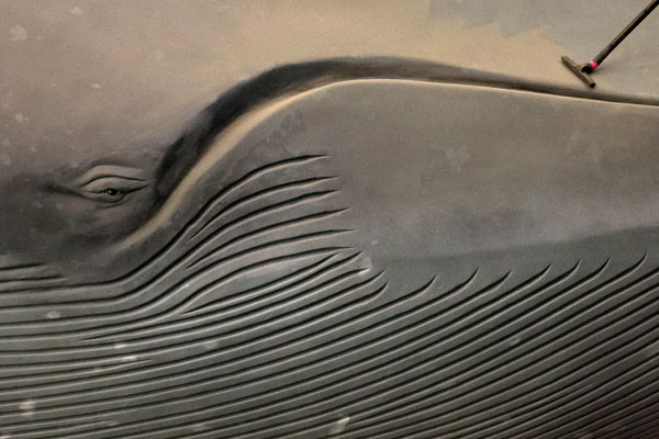 Модель голубого кита в Американском музее естественной истории на Манхэттене