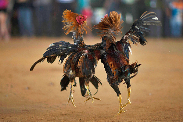 Петушиные бои во время празднования 1376-го Нового года по дайскому календарю в КНР. Похоже, эти петухи участвуют в шоу с самого начала.
