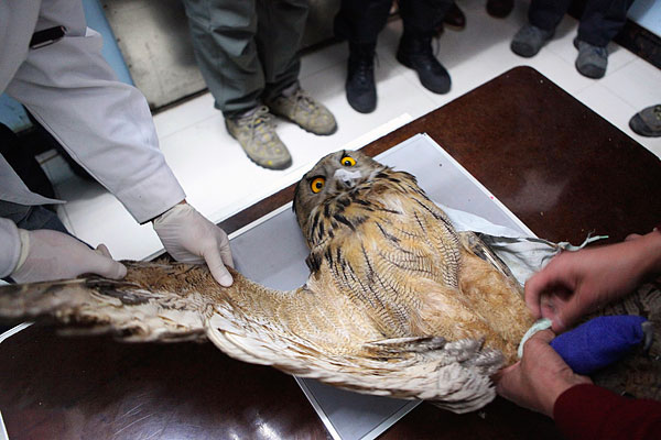 Филин на рентгене в клинике в Шэньяне. Китай.