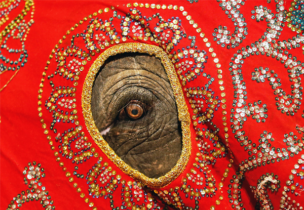 Слон, украшенный праздничной накидкой, принимает участие в уличном параде на традиционном празднике "Навам Перахера" в Коломбо, Шри-Ланка