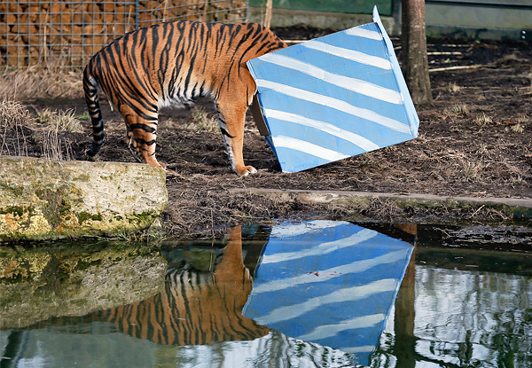 Суматранская тигрица Мелати заглядывает в коробку с подарком в честь дня рождения первой тройни в Лондонском зоопарке