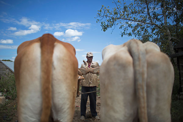 На кубинской ферме