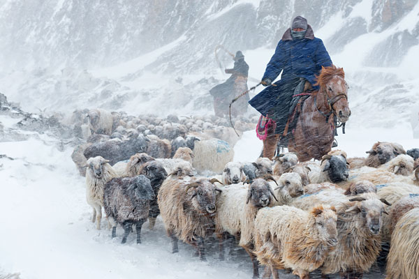 Пастухи перегоняют овец на весеннее пастбище. Синьцзян-Уйгурский автономный район, Китай.