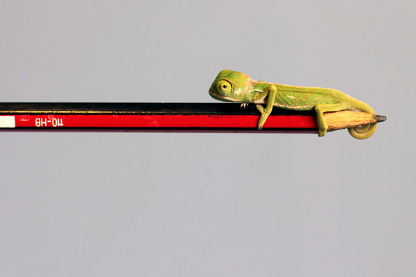 Детеныш хамелеона в зоопарке Таронга в Сиднее