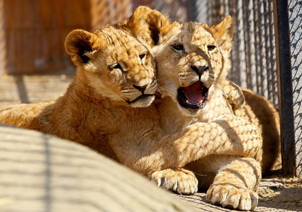 Львята в зоопарке Варны