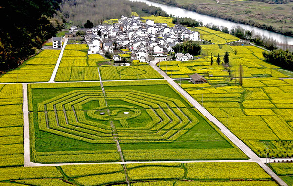 Рапсовое поле в форме сетки Багуа в китайской провинции Аньхой