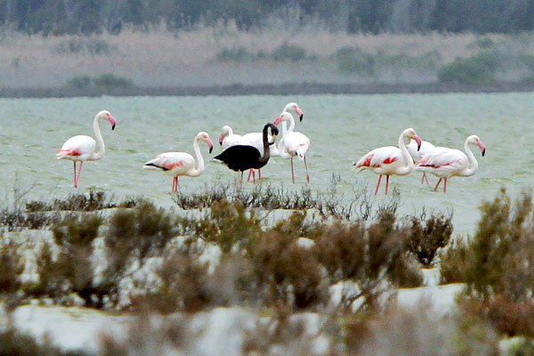 Соленое озеро на южном побережье Кипра