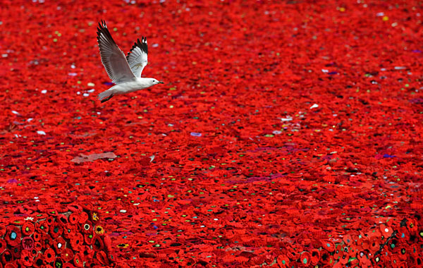 Инсталляция из пяти тысяч маков по случаю Дня Австралийского и Новозеландского армейского корпуса в Мельбурне