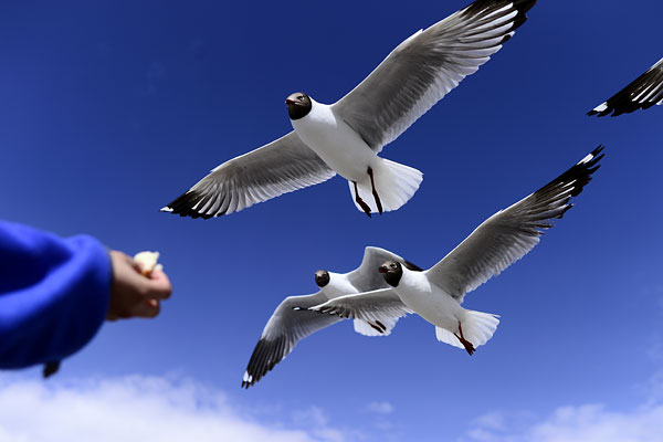 Турист кормит чаек в заповеднике провинции Цинхай. Китай.