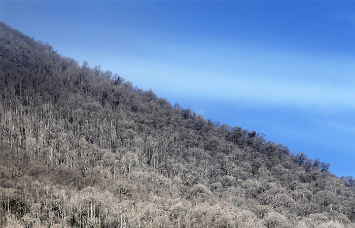 Деревья и растительность покрыты вулканическим пеплом
