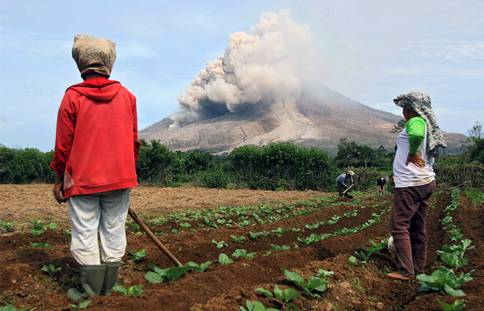 Некоторые жители предпочли остаться в родных местах и продолжают обрабатывать поля практически под клубами вулканического пепла