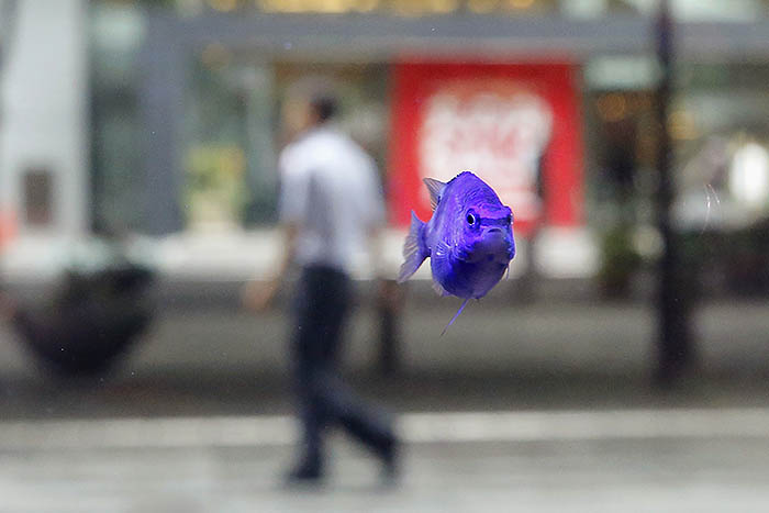 Рыбка заблудилась где-то в Токио