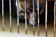 Медведь в затопленном вольере зоопарка "Зеленый остров" в Уссурийске