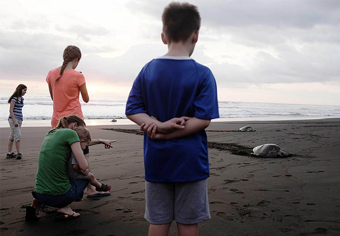 Черепахи выходят из воды на пляжи Коста Рики, чтобы сделать по несколько кладок, в каждой из которых по 80-120 яиц