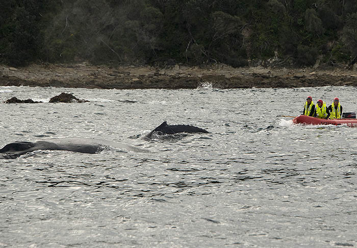 В Австралии команда сотрудников национального парка "Новый южный Уэльс" спасла одного из молодых китов, запутавшегося в сетях