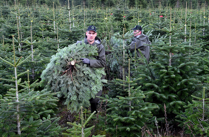 Лесопитомники Германии готовятся к Рождеству