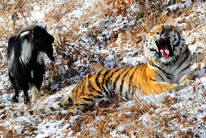 Тигр Амур, живущий в Приморском Сафари-парке в Шкотовском районе края, уже пятые сутки проводит в обществе своего нового друга - козла Тимура, которого ему прислали в качестве добычи. Тигров два раза в неделю кормят живой добычей, чтобы хищники не утратили инстинкты, однако этого козла Амур есть не стал.