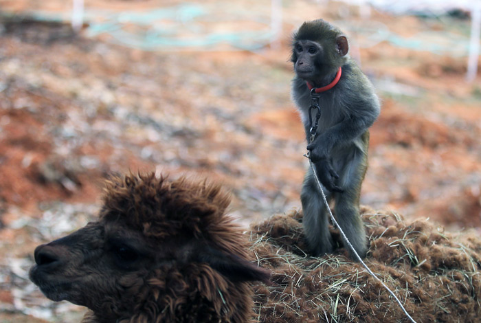 Обезьяна с альпакой в зоопарке китайского города Куньмин