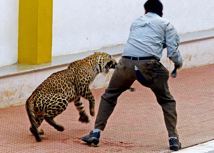 Шесть человек пострадали от нападения леопарда в индийском Бангалоре. Хищника, пробравшегося на территорию школы предположительно из лесного массива, пытались поймать около 10 часов. В итоге животное удалось усыпить и отвезти в национальный парк. В числе пострадавших оказались специалист по охране дикой природы, лесник и оператор местного телеканала.