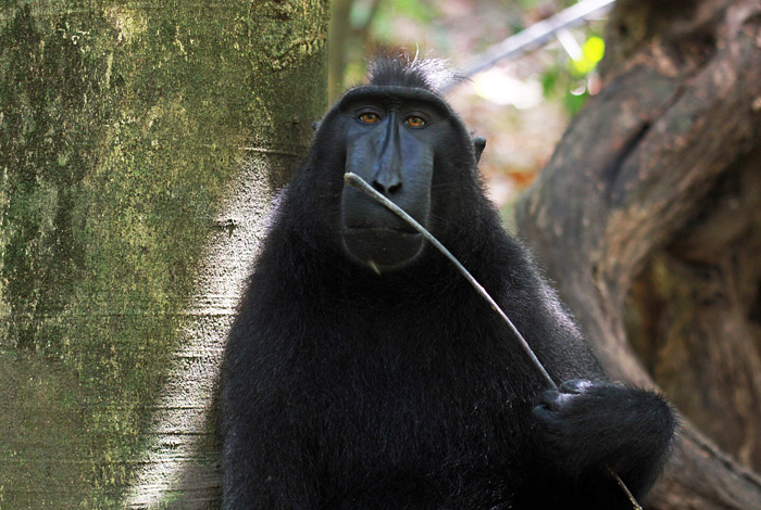 Черная хохлатая макака в заповеднике на индонезийском острове Сулавеси