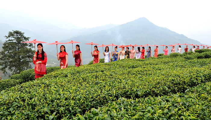 Сбор урожая чая в Китае