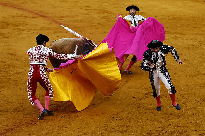 В испанской Севилье бой быков. Бандерильи уже пошли в ход и жить этому быку осталось недолго.