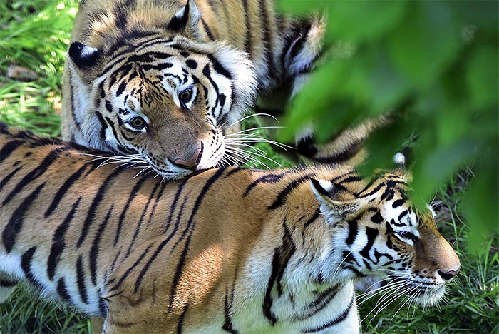 Россия. Приморский край. Тигры Амур и Уссури в вольере Приморского Сафари-парка в селе Шкотово. Тигры участвуют в программе Евроазиатской Ассоциации зоопарков по размножению и сохранению Амурского тигра в неволе.