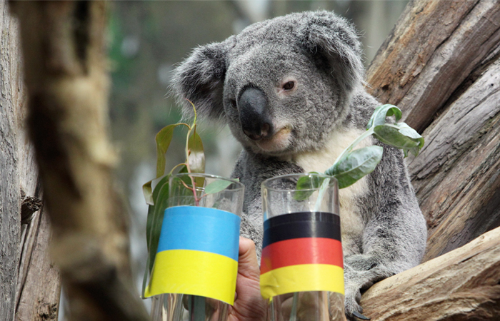 В зоопарке немецкого города Лейпциг в преддверии чемпионата Европы коале Оби-Оби предложили определить победителя грядущей встречи. Животное предсказало ничью в матче между Украиной и Германией.