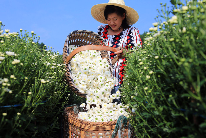 Сбор хризантем в китайской провинции Аньхой