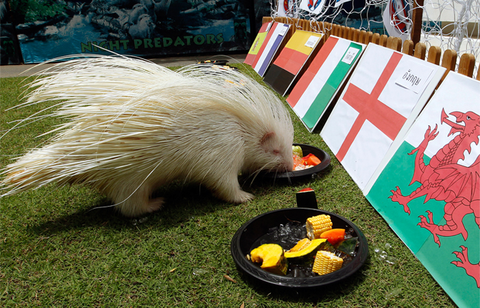 Тайский дикобраз-альбинос по имени Литл предсказал победу сборной Англии над Исландией на последнем матче 1/8 финала чемпионата Европы по футболу в Ницце