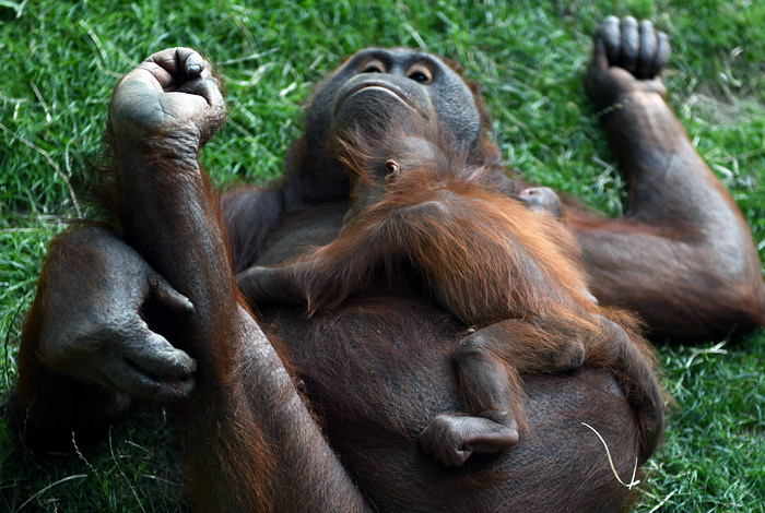 Новорожденный детеныш калимантанского орангутана в Мадридском зоопарке