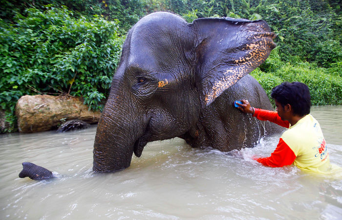 В Индонезии отмечают Всемирный день слонов, который проводится ежегодно с 2012 года с целью привлечения внимания общественности к проблеме истребления слонов. В 2011 году суматранские слоны (на фото) были классифицированы Меж­ду­на­род­ным со­юзом ох­ра­ны при­ро­ды как "находящиеся на грани исчезновения" из-за того, что их численность сократилась минимум на 80% в течение 75 лет.