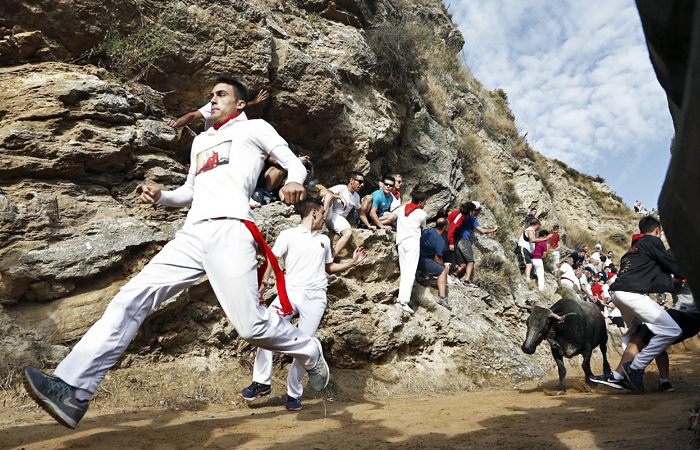 В испанском городе Фальсес прошел ежегодный фестиваль "Эль-Пилон", во время которого смельчаки устраивают забег от быков по узкой дороге вниз с крутого холма. Традиционная испанская забава часто заканчивается для людей тяжелыми травмами.
