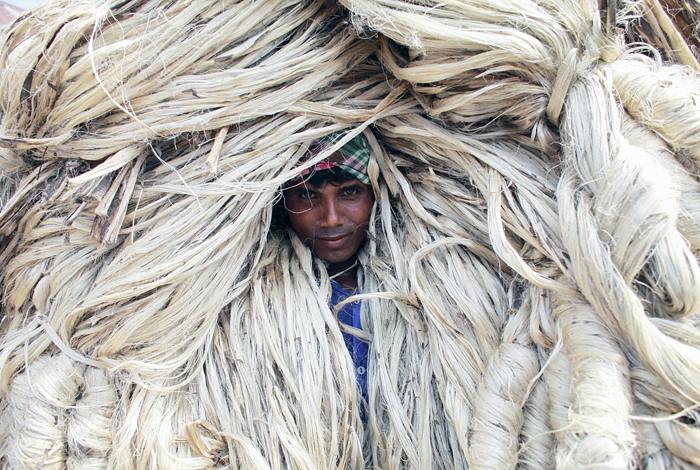 Сбор урожая джута в Бангладеш