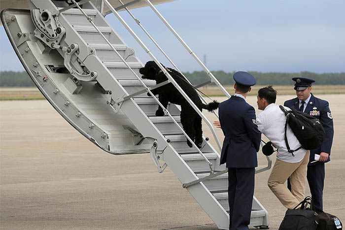 Пес Барака Обамы Санни отправился в очередное путешествие вслед за своим хозяином