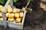 Действующий запрет на ввоз в РФ овощей из Египта будет касаться только картофеля