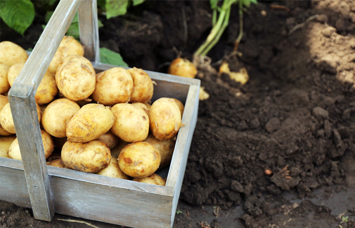 Действующий запрет на ввоз в РФ овощей из Египта будет касаться только картофеля
