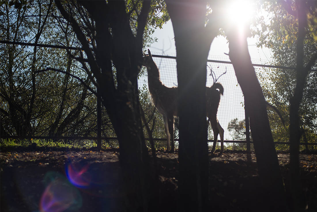 Обычный погожий денек на обычном подмосковном ранчо