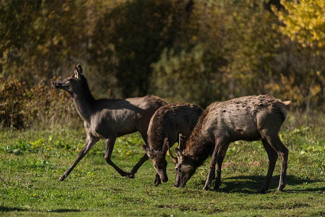 сафари парк можайский район 128. сафари парк в подмосковье с животными можайский район. сафари парк можайский район. сафари-парк в подмосковье можайский район. можайское сафари.