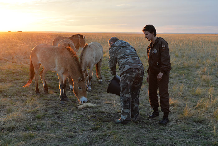 В Оренбургской области, где занимаются воссозданием популяции лошади Пржевальского, из акклиматизационного загона в основную часть заповедника выпустили шесть особей. Центр реинтродукции лошадей Пржевальского создан при поддержке Минприроды России, программы развития ООН и Глобального экологического фонда. Первый небольшой табун был завезен в 2015 году из Франции, после чего в течение года адаптировался к новым условиям. На фото: Владимир Путин с ведром овса для приманки лошадей.