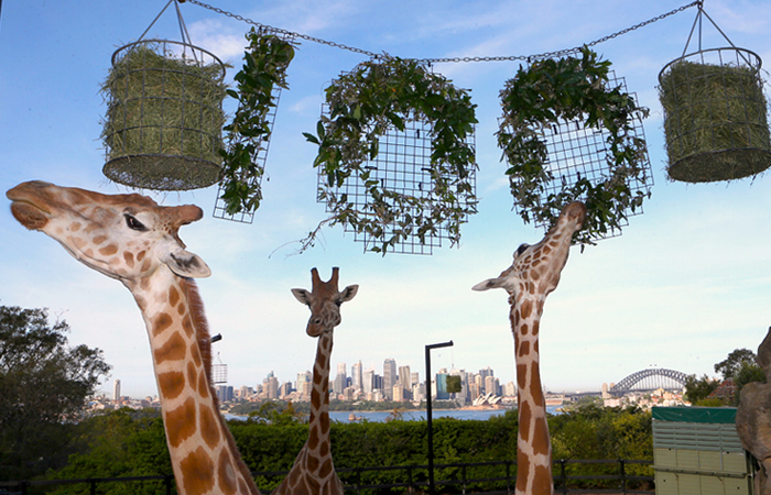 Зоопарк "Таронга" в австралийском Сиднее отпраздновал столетие. "Таронга" - это старейший зоопарк города и один из самых известных в стране. В переводе с языка местных аборигенов его название означает "красивый вид", так как он расположен на противоположном берегу Сиднейского залива, откуда открывается панорамный вид на Сиднейский оперный театр, Сидней-Сити и Харбор-Бридж.