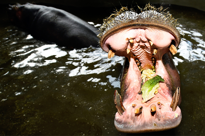 Бегемот Лола и ее супруг Гувер в Уипснейдском зоопарке. Бедфордшир, Англия.