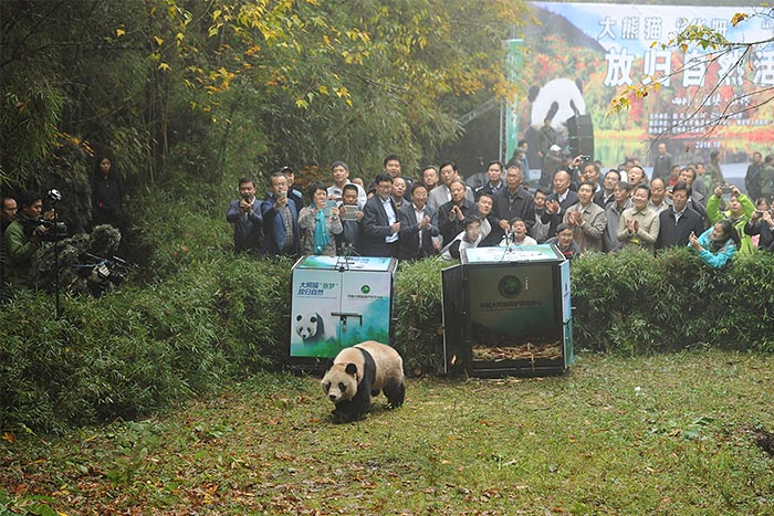 В Сычуане очередная панда обрела свободу и теперь будет жить на воле