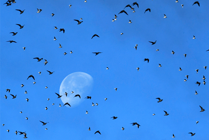 Стаи птиц в небе над Норфолком, Великобритания