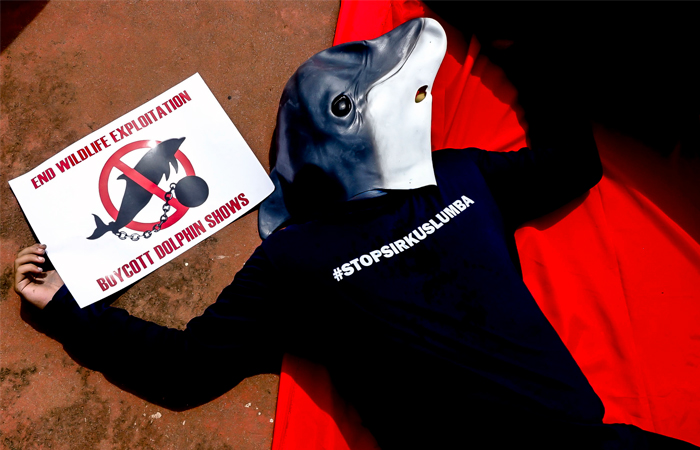 Акция защитников прав животных против шоу с дельфинами прошла в Джакарте