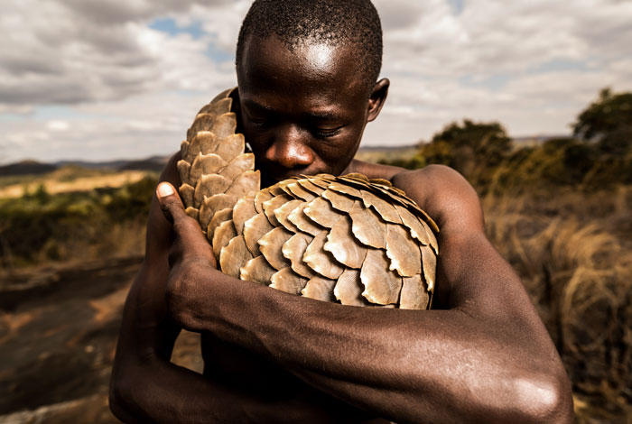 Сотрудник фонда Tikki Hywood Trust в Зимбабве, который занимается спасением и реабилитацией панголинов от браконьеров