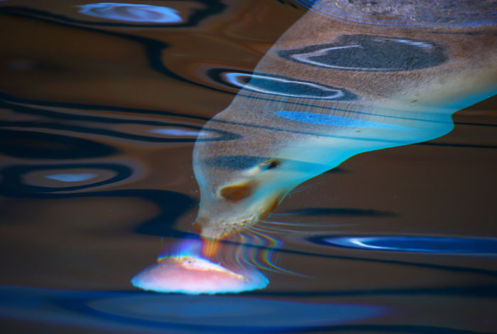 Морской лев в зоопарке Таронга. Сидней, Австралия.