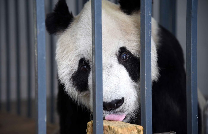 В Китае в возрасте 31 года умер старейший в мире самец панды по кличке Паньпань