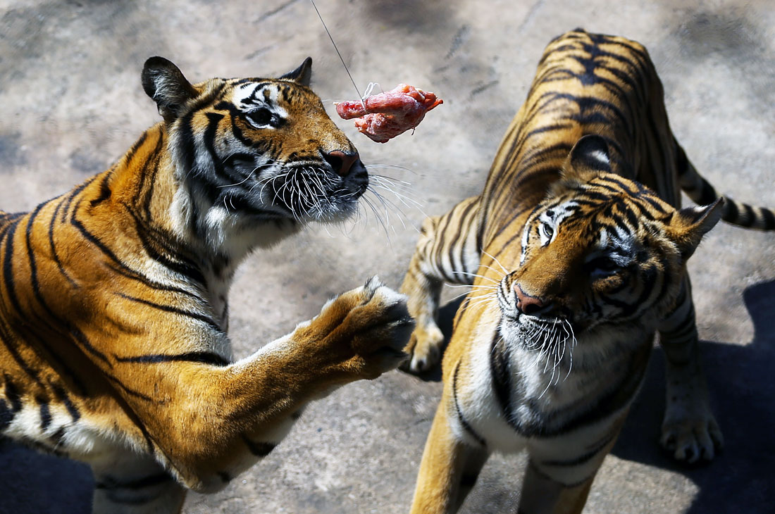 Частный тигровый зоопарк Сирача в тайской провинции Чонбури