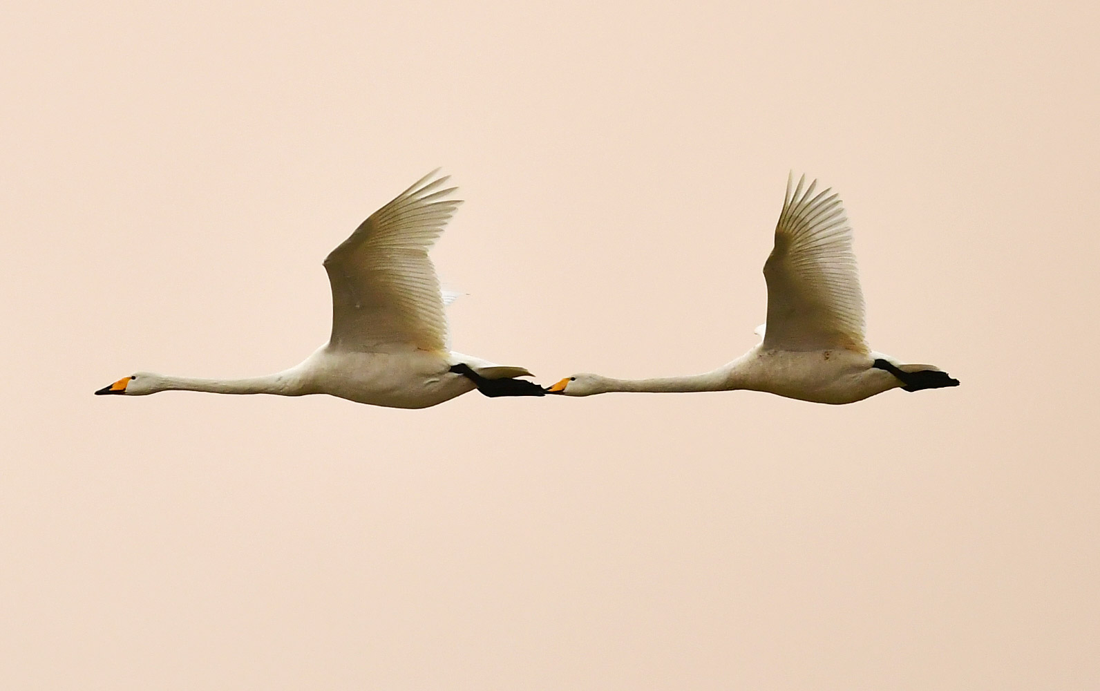 Лебеди над озером. Хэнань, Китай.